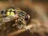 Torre San Giovanni (Lecce, Italy): Helophilus pendulus