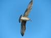 Cattolica (Rimini, Italy): Young herring gull in flight