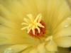 Milan (Italy): Detail of a Leuchtenbergia princeps flower