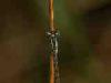 Torre San Giovanni (Lecce, Italy): Tiny dragonfly of not yet identified species