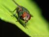 Cadrezzate (Varese, Italy): Portrait of a fly, probably Lucilia caesar