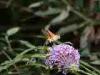 Cadrezzate (Varese, Italy): Macroglossum stellatarum in flight at Buddleja flowers