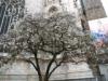 Milano: Magnolia bianca dietro al Duomo in fiore