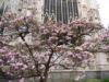 Milano: The pink magnolia behind the Duomo in bloom