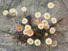 Valmosca fraction of Campiglia Cervo (Biella, Italy): Group of small daisies on a cement wall