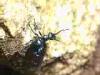 Valmosca fraction of Campiglia Cervo (Biella, Italy): Meloe proscarabeus on a rock