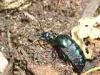 Campiglia Cervo (Biella): Meloe proscarabeus