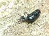Campiglia Cervo (Biella): Meloe proscarabeus su un sasso