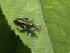 Cadrezzate (Varese): Oedemera nobilis