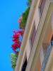 Milano: Colori della primavera nelle piante su una terrazza del centro