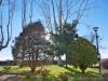 San Nazzaro Sesia (Novara, Italy): Sunset behind trees