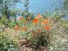 Monte Isola (Lake Iseo, Brescia, Italy): Landscape with lake and poppies