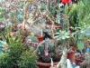 Milan (Italy): Succulent plants at Orticola 2013