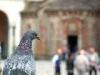 Biella: Piccione con battistero del Duomo di Biella sullo sfondo