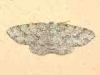 Campiglia Cervo (Biella, Italy): Small moth