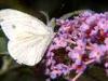 Cadrezzate (Varese, Italy): Pieris napi on Buttleja