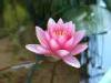 Milan (Italy): Pink water lily at Orticola 2014