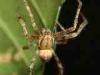 Cadrezzate (Varese, Italy): Spider