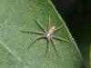 Cadrezzate (Varese, Italy): Small spider