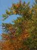 Piaro (Biella, Italy): Autumn branches against the sky