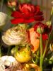 Milan (Italy): Buttercup flowers