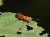 Cadrezzate (Varese, Italy): Rhagonycha fulva