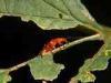 Cadrezzate (Varese, Italy): Rhagonycha fulva