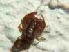 Valmosca fraction of Campiglia Cervo (Biella, Italy): Small scorpion
