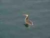 Belgirate (Novara, Italy): Great crested grebe