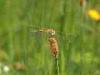 Valmosca frazione di Campiglia Cervo (Biella): Libellula Sympetrum fonscolombii