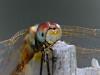 Campiglia Cervo (Biella): Probabilmente femmina di Sympetrum fonscolombii