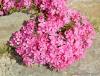 Campiglia Cervo (Biella, Italy): Phlox paniculata bouquet