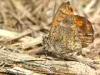 Torre San Giovanni (Lecce, Italy): Butterfly