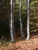 Piaro (Biella, Italy): Beech trees in the woods