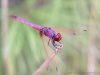 Otranto (Lecce): Maschio di Trithemis annulata