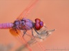 Otranto (Lecce, Italy): Male Trithemis annulata