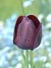 Tremezzo (Como, Italy): Tulip flower