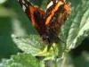 Montevecchia (Lecco): Farfalla Vanessa atalanta