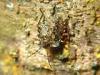 Campiglia Cervo (Biella, Italy): Young colorful bug