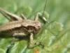 Rosazza (Biella, Italy): Detail of young grashopper