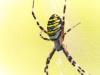 Candelo-Cossato (Biella, Italy): Argiope bruennichi in the baraggia