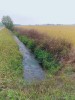 Bellinzago Novarese (Novara, Italy): Autumn countryside around the village of the Badia of Dulzago