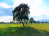 Candelo-Cossato (Biella (Italy)): Isolated trees between the fields of the baraggia