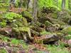 Rosazza (Biella, Italy): Rocks covered with moss in the woods above the village