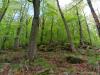 Rosazza (Biella, Italy): Spring woods