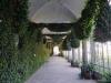 Biella: Ficus repens bicentenario nel giardino d'inverno di Palazzo La Marmora