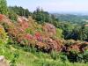 Pollone (Biella, Italy): Rhododendron basin in the Burcina Park