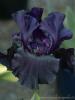 Milano: Iris nero a Orticola 2016