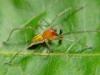 Cadrezzate (Varese, Italy): Male Cheiracanthium punctorium