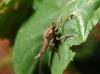 Cadrezzate (Varese, Italy): Male robber fly of the genus Machimus, probably rusticus